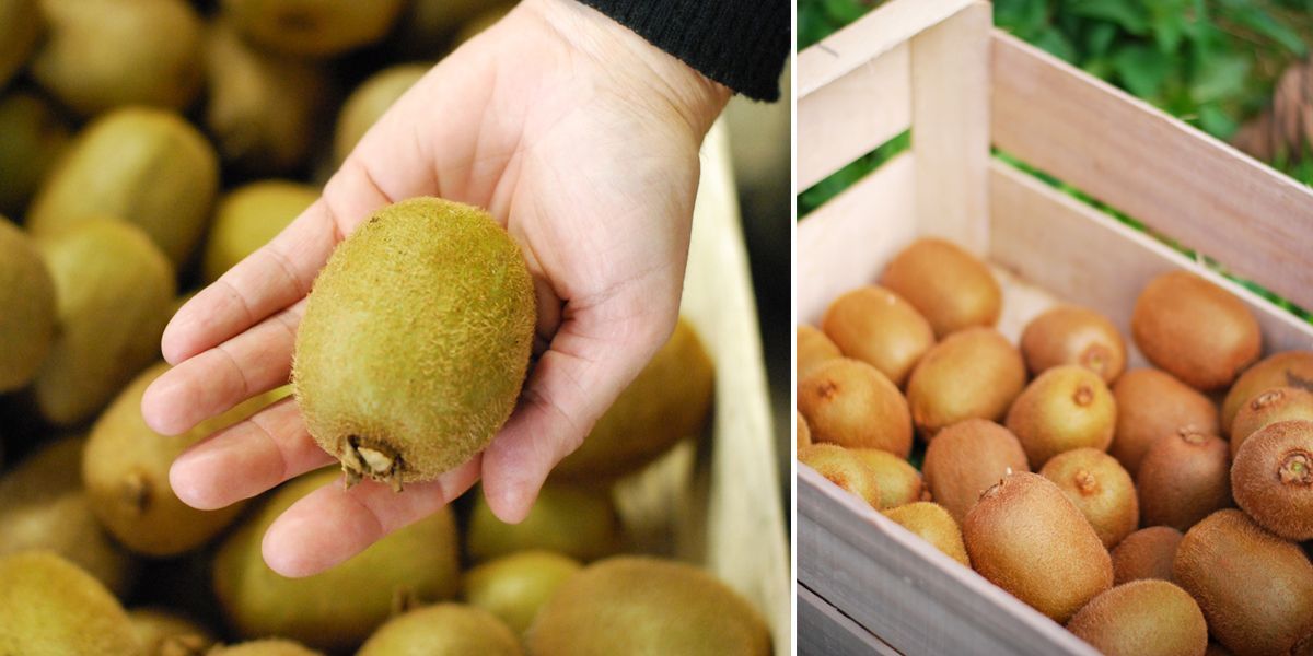 Rencontre producteur : des kiwis vitaminés de Bretagne ! - Portrait de